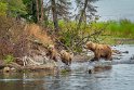 158 Katmai NP, bruine beren